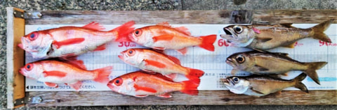 中深海で釣れた魚