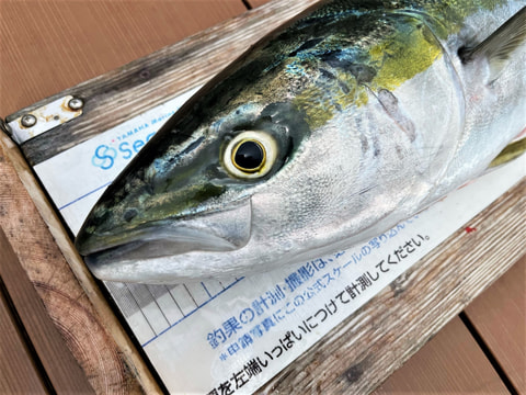 千本浜沖で釣れた魚