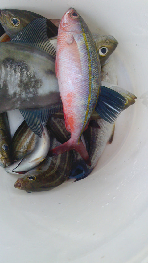 松崎沖で釣れた魚