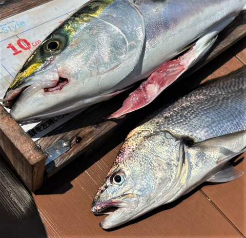 静浦沖で釣れた魚