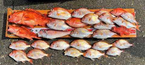 松崎で釣れた魚