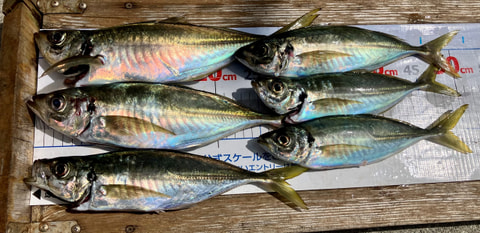 釣れた魚