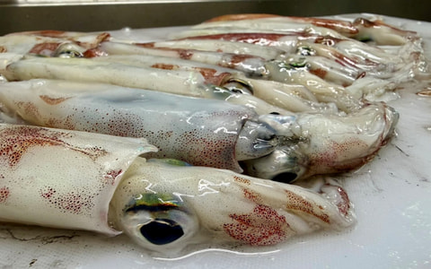 淡島で釣れた魚