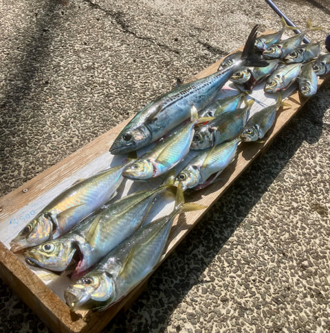 片浜沖で釣れた魚