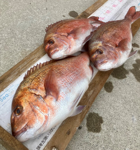 ワラサ根で釣れた魚