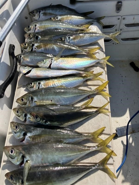 沼津港沖で釣れた魚
