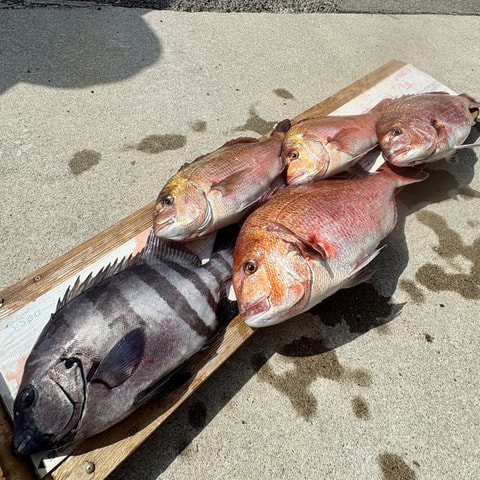 ワラサ根で釣れた魚