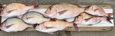 ワラサ根で釣れた魚