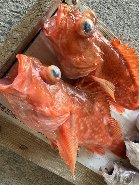 原方面で釣れた魚