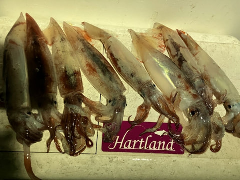 西浦沖で釣れた魚