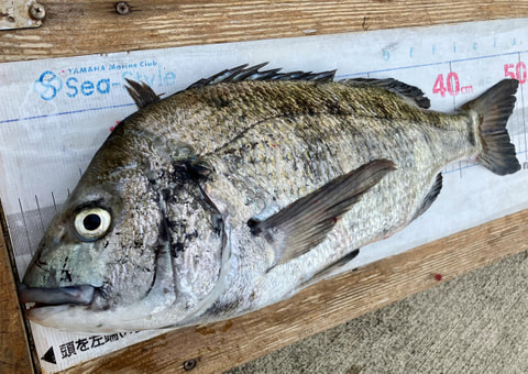 ワラサ根で釣れた魚