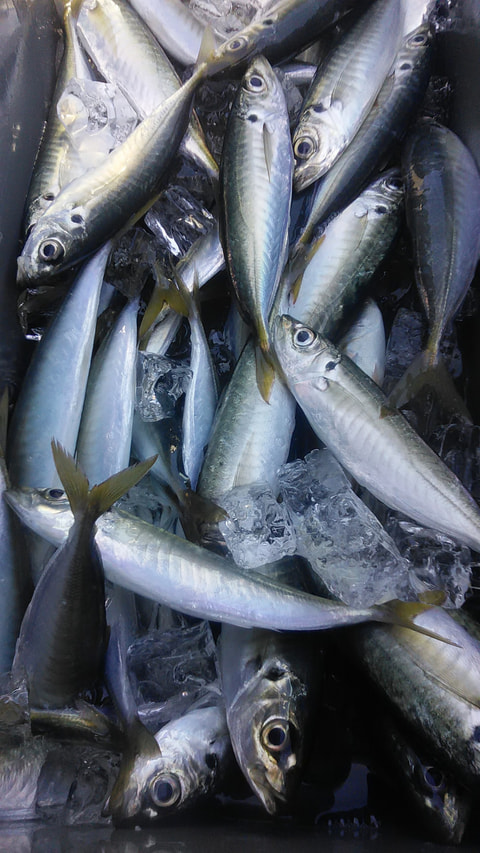 淡島周辺で釣れた魚