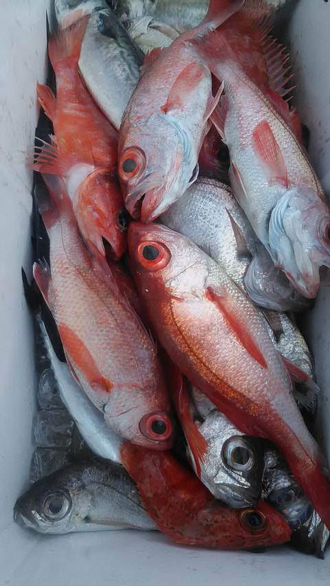 田子の浦沖　水深250ｍで釣れた魚