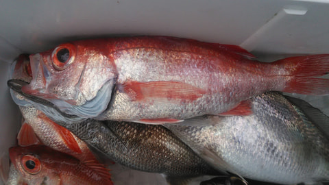 田子の浦沖　水深240ｍで釣れた魚