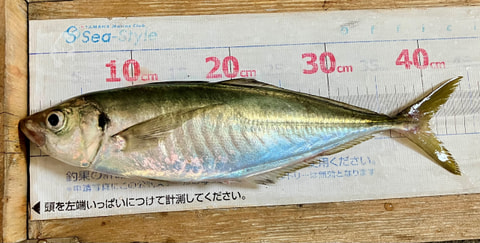 大瀬崎沖で釣れた魚