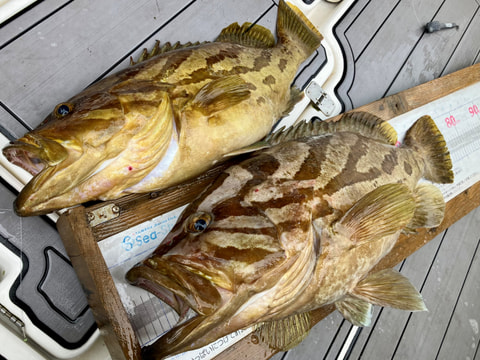 釣れた魚