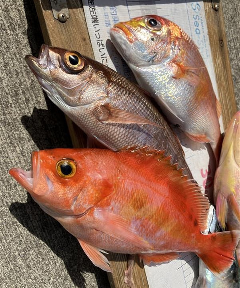 石花海で釣れた魚