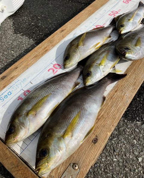 ワラサ根で釣れた魚