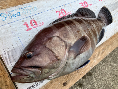 ワラサ根で釣れた魚