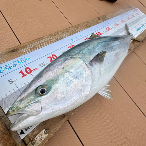 釣れた魚