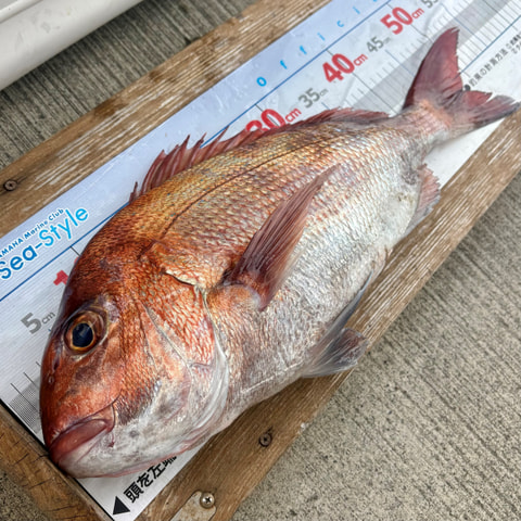 釣れた魚