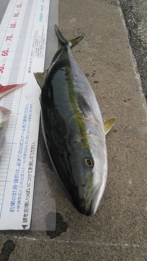 狩野川河口から静浦前　水深55ｍで釣れた魚