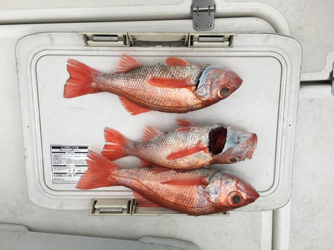 沼津沖で釣れた魚