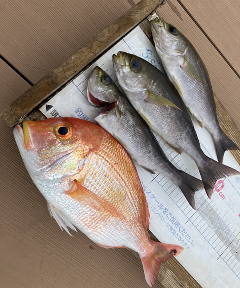 波勝崎沖で釣れた魚
