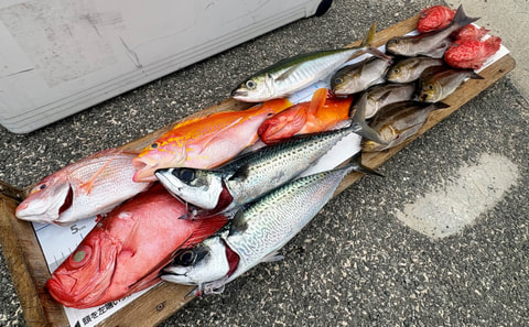 石花海～神子元で釣れた魚