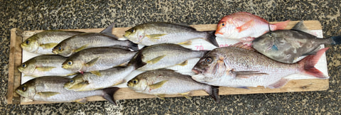 石花海で釣れた魚