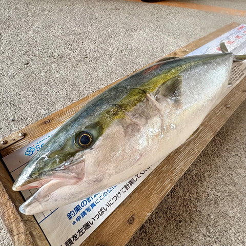 神子元～石花海で釣れた魚