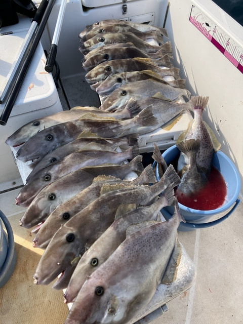 釣れた魚