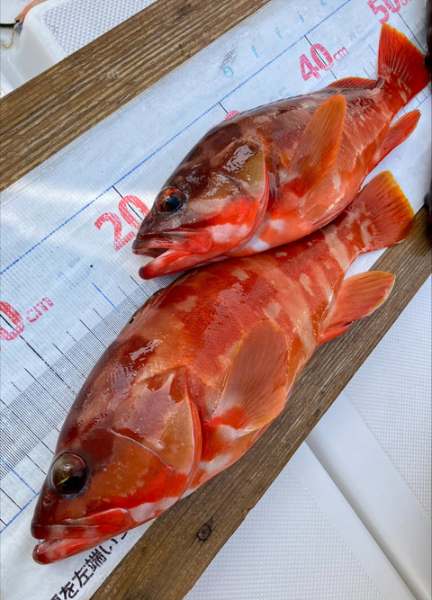 大瀬崎~井田で釣れた魚