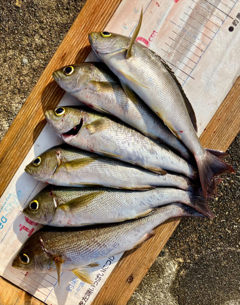 井田沖で釣れた魚