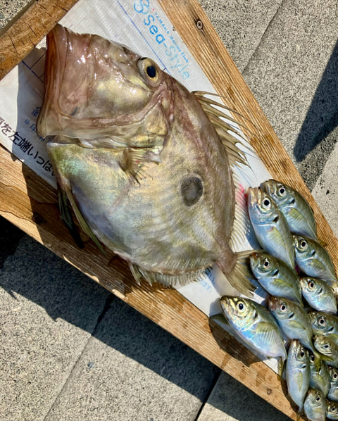 釣れた魚