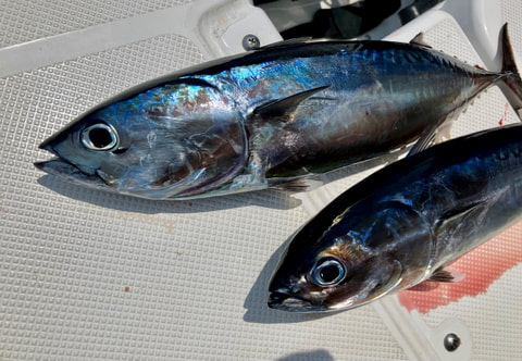 釣れた魚
