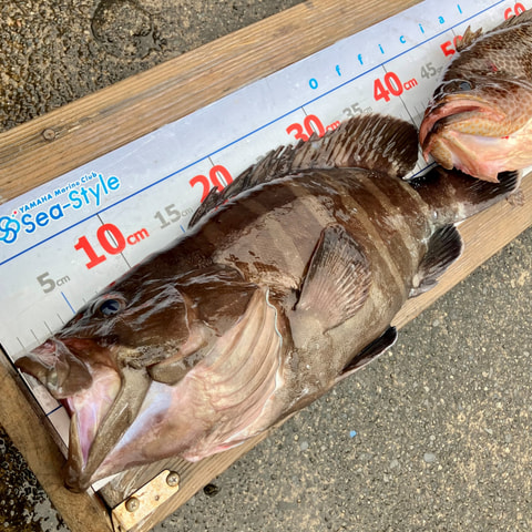 釣れた魚