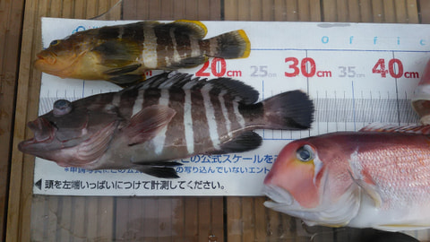 千本浜　水深75ｍで釣れた魚