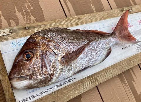ワラサ根で釣れた魚