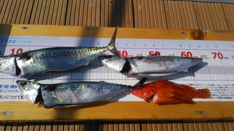 淡島・ワラサ根で釣れた魚