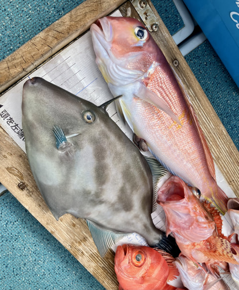 釣れた魚