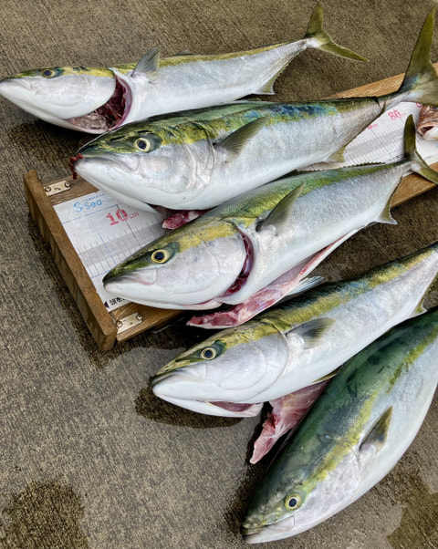 沼津沖で釣れた魚