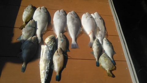 井田周辺　ハギ類　淡島周辺　アジで釣れた魚