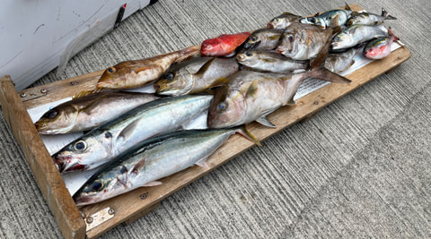 神子元で釣れた魚