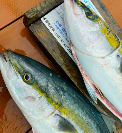 狩野川沖～静浦港で釣れた魚