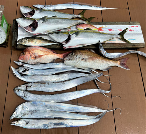 狩野川沖～我入道沖で釣れた魚