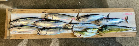 釣れた魚