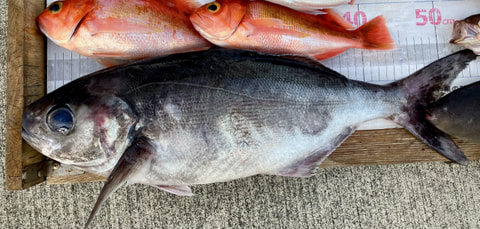 石花海で釣れた魚