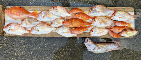 戸田沖で釣れた魚