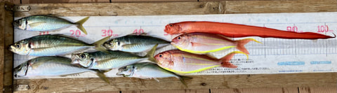 ワラサ根で釣れた魚